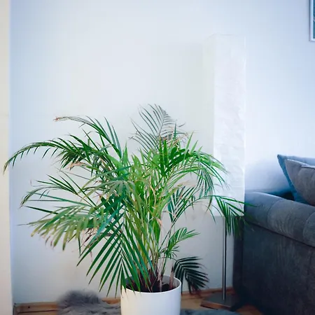 Stadtwohnung Mit Stadtpark Blick * Emden